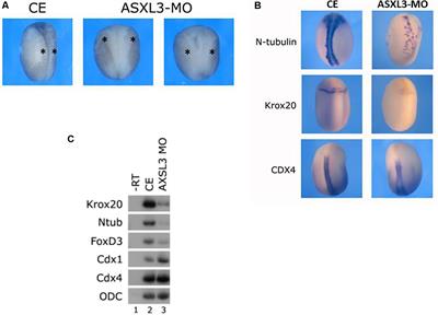 Modeling Bainbridge-Ropers Syndrome in Xenopus laevis Embryos